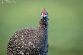 Attēlu rezultāti vaicājumam “Numida meleagris”