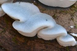 Attēlu rezultāti vaicājumam “Postia caesia”