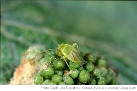 Attēlu rezultāti vaicājumam “Lygus nymph”