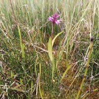 Attēlu rezultāti vaicājumam “Dactylorhiza russowii flower”