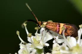 Attēlu rezultāti vaicājumam “Adelidae”