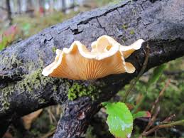 Attēlu rezultāti vaicājumam “Lentinus suavissimus”