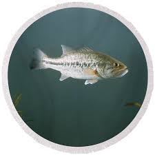Image result for Micropterus salmoides