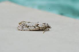 Attēlu rezultāti vaicājumam “Diurnea lipsiella male”