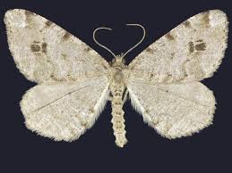 Attēlu rezultāti vaicājumam “Macaria signaria”