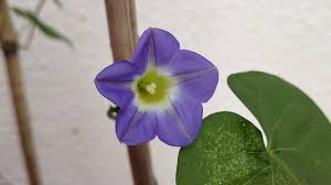 Image result for Ipomoea Lavender