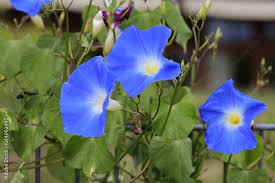 Image result for Prunkwinde