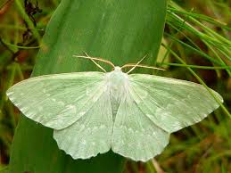 Attēlu rezultāti vaicājumam “Geometra papilionaria”