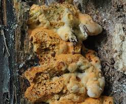 Attēlu rezultāti vaicājumam “Junghuhnia pseudozilingiana”