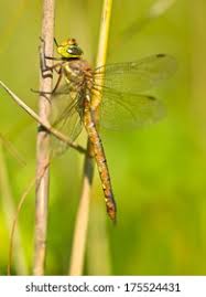 Attēlu rezultāti vaicājumam “Aeshna isoceles”