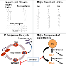 Attēlu rezultāti vaicājumam “Lycogala botrydium plasmodium”