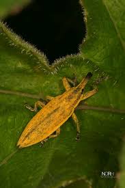 Attēlu rezultāti vaicājumam “Lixus iridis”