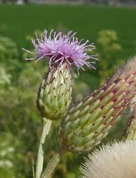 Attēlu rezultāti vaicājumam “Cirsium arvense flower”