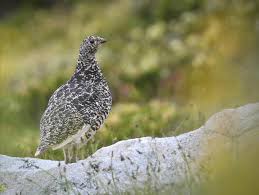 Attēlu rezultāti vaicājumam “Lagopus lagopus female”