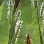 Attēlu rezultāti vaicājumam “Carex acuta fruit”