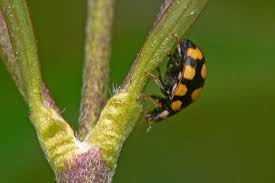 Attēlu rezultāti vaicājumam “Coccinula quatuordecimpustulata”
