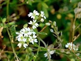 Attēlu rezultāti vaicājumam “Berteroa incana fruit”