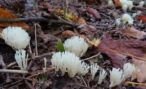 Attēlu rezultāti vaicājumam “Ramariopsis crocea”