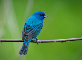 Image result for Passerina cyanea