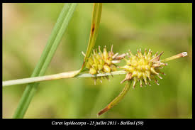 Attēlu rezultāti vaicājumam “Carex lepidocarpa fruit”