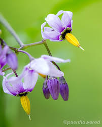 Attēlu rezultāti vaicājumam “Solanum dulcamara flower”