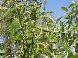 Attēlu rezultāti vaicājumam “Salix x fragilis”