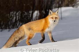 Attēlu rezultāti vaicājumam “Vulpes vulpes”