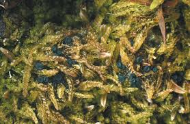 Attēlu rezultāti vaicājumam “Mniaecia jungermanniae”