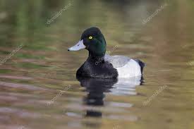 Image result for Aythya marila