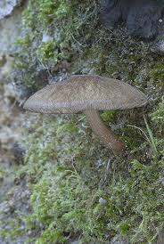 Attēlu rezultāti vaicājumam “Pluteus umbrosus”