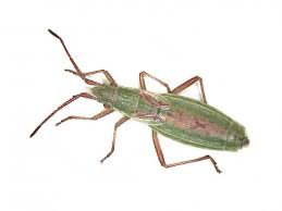 Attēlu rezultāti vaicājumam “Myrmus miriformis”