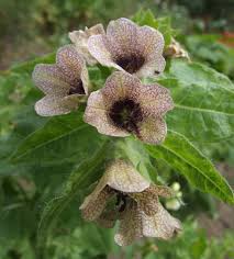 Image result for bilsenkraut