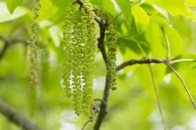 Attēlu rezultāti vaicājumam “Juglans mandshurica female flower”