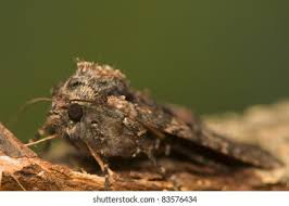 Attēlu rezultāti vaicājumam “Mniotype satura”