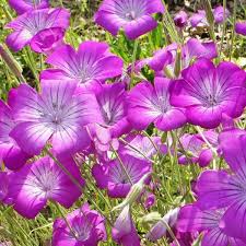 Attēlu rezultāti vaicājumam “Lycogala conicum sessile”