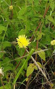 Attēlu rezultāti vaicājumam “Pilosella officinarum bud”
