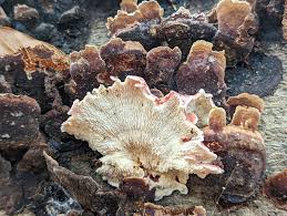 Attēlu rezultāti vaicājumam “Tilachlidium brachiatum”