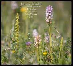 Attēlu rezultāti vaicājumam “Herminium monorchis”