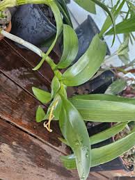 Attēlu rezultāti vaicājumam “Didymium verrucisporum stalked”