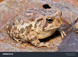 Attēlu rezultāti vaicājumam “Pseudepidalea viridis adult”