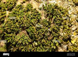 Attēlu rezultāti vaicājumam “Orthotrichum diaphanum”