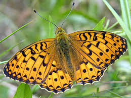 Attēlu rezultāti vaicājumam “Argynnis aglaja underside”