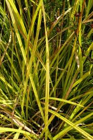 Attēlu rezultāti vaicājumam “Carex elata flower”
