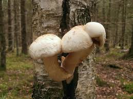 Attēlu rezultāti vaicājumam “Pholiota heteroclita”