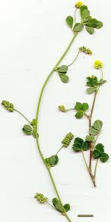 Attēlu rezultāti vaicājumam “Trifolium dubium leaf”