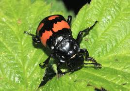 Attēlu rezultāti vaicājumam “Nicrophorus vespillo”