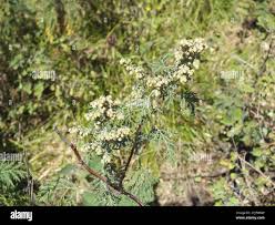 Image result for Artemisia gmelinii