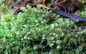 Attēlu rezultāti vaicājumam “Calypogeia suecica”