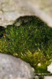 Attēlu rezultāti vaicājumam “Rhynchostegiella tenella”