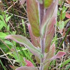 Attēlu rezultāti vaicājumam “Epilobium parviflorum”